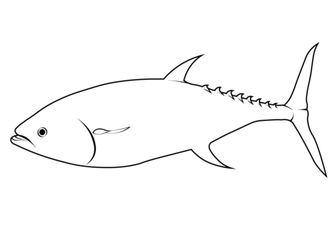 Pacific Bluefin Tuna (Thunnus Orientalis) Coloring Page